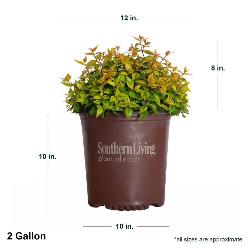 Variegated Evergreen Shrub (1.5 Gallon) Live Outdoor Plant B300081