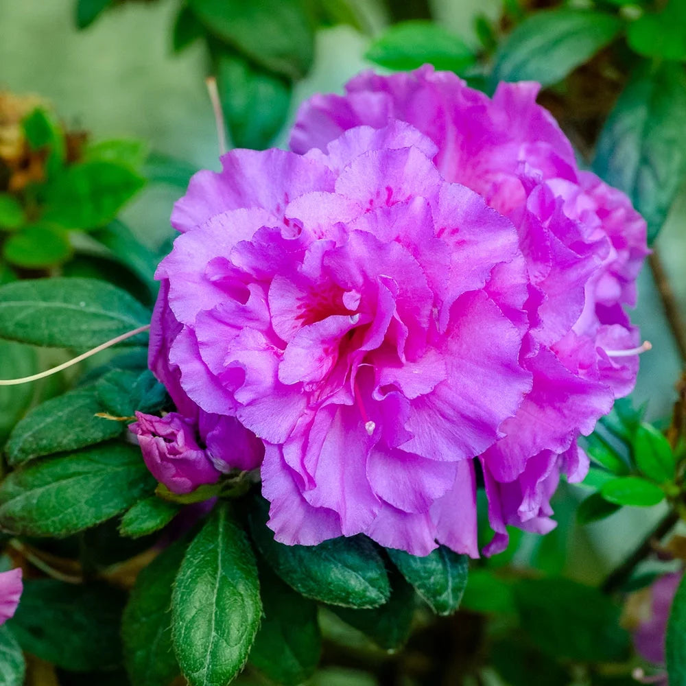 Autumn Majesty Azalea Shrub, Purple Ruffled Blooms, Live Outdoor Plant O42755