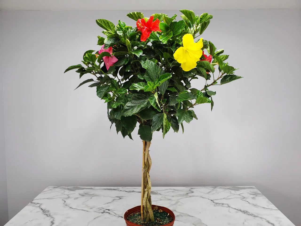 Braided Hibiscus Tree, Mixed Colors R749