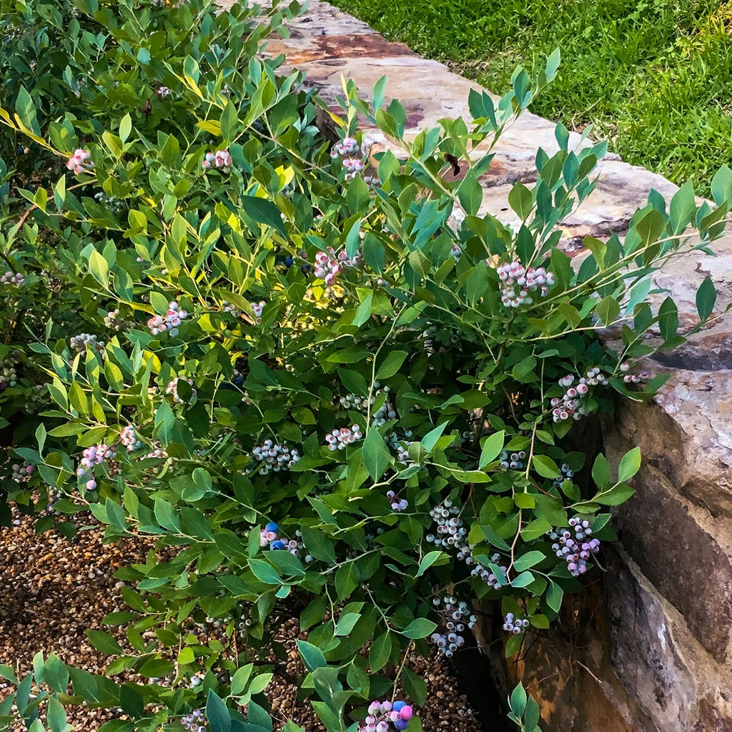 Blueberry Fruit-Bearing Deciduous Shrub, Live Outdoor Plant P1584