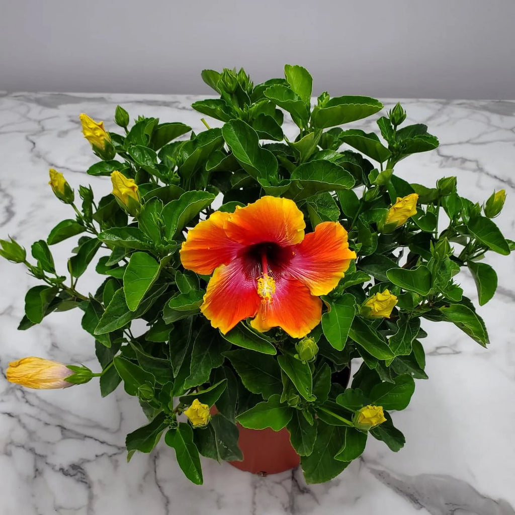 Fiesta Hibiscus Bush Plant, Full Sunlight, Outdoor A430820
