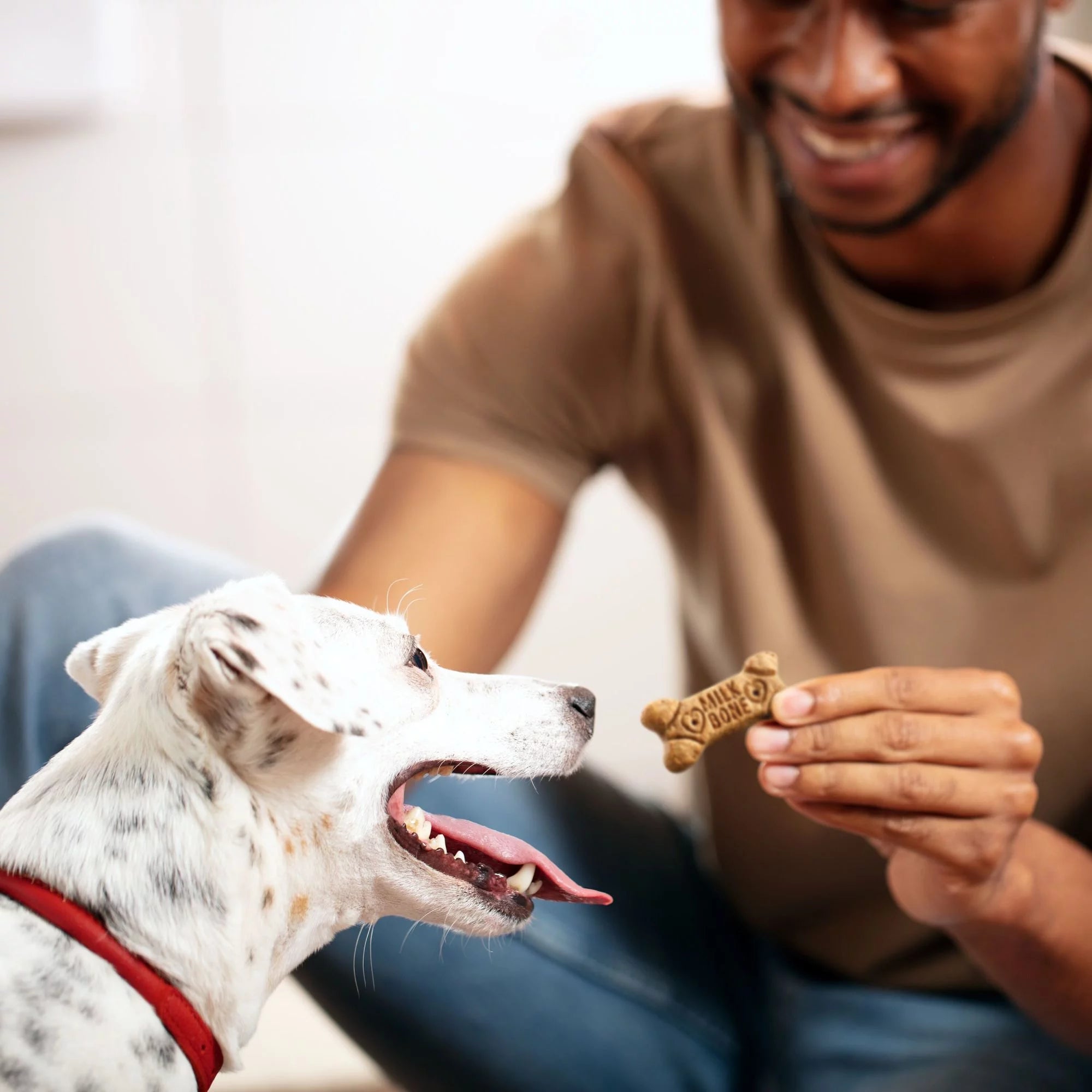 Dog Biscuits Small 8-Pound W759593
