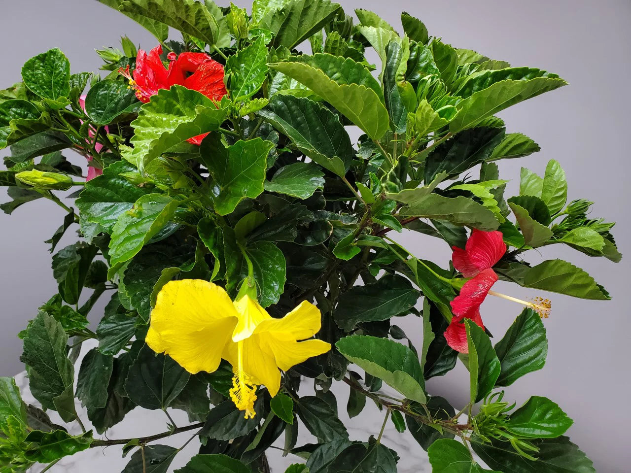Braided Hibiscus Tree, Mixed Colors R749