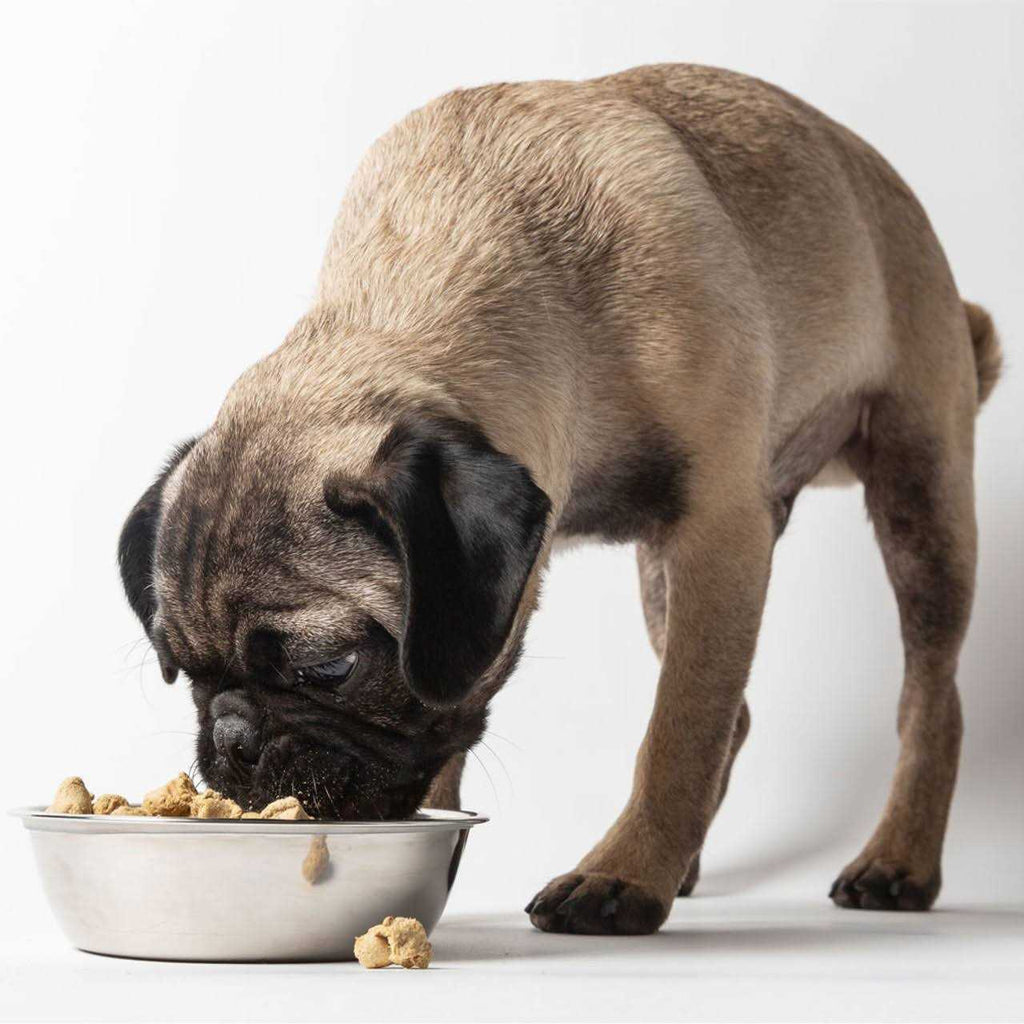 Freeze-Dried Dog Food A864164