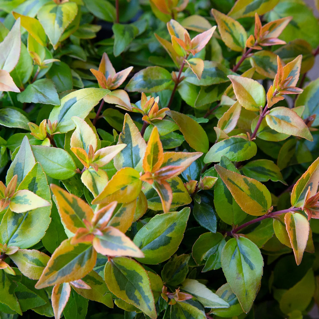 Variegated Evergreen Shrub (1.5 Gallon) Live Outdoor Plant B300081