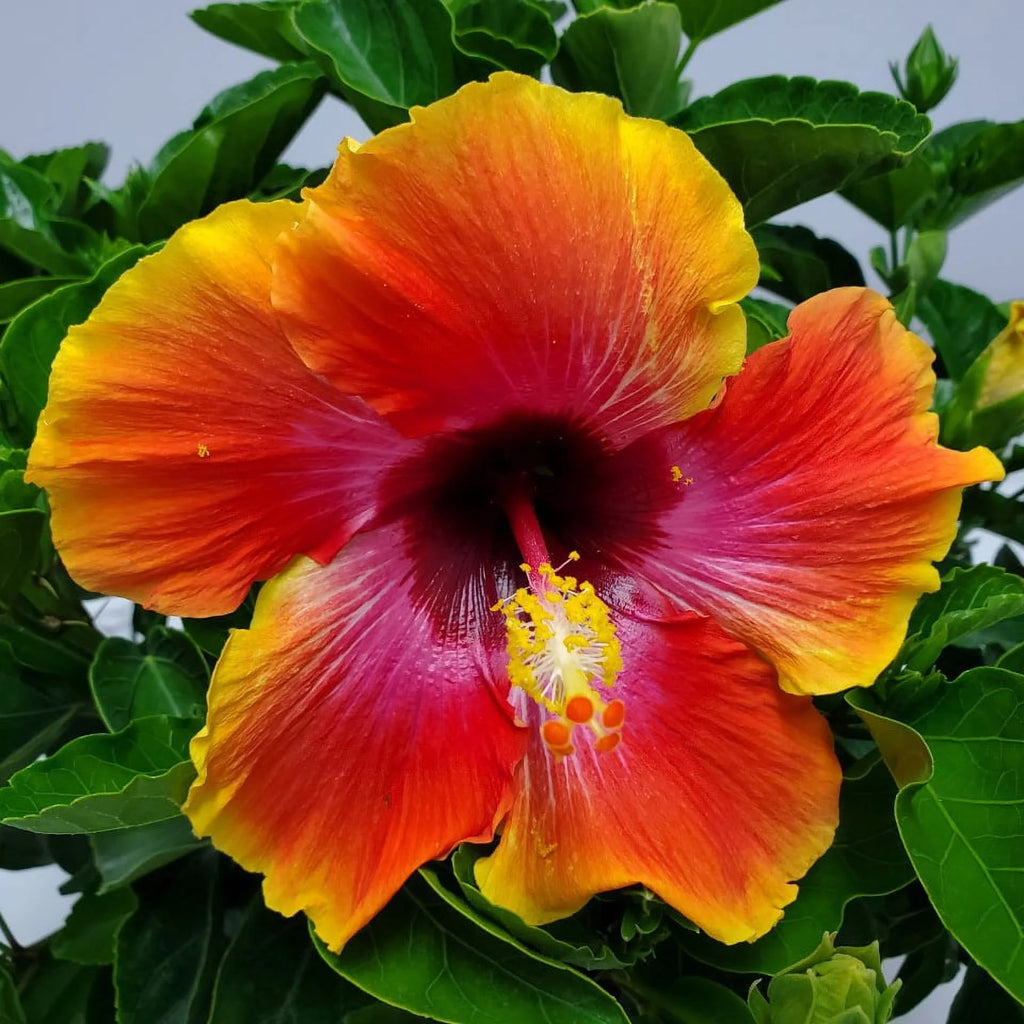 Fiesta Hibiscus Bush Plant, Full Sunlight, Outdoor A430820
