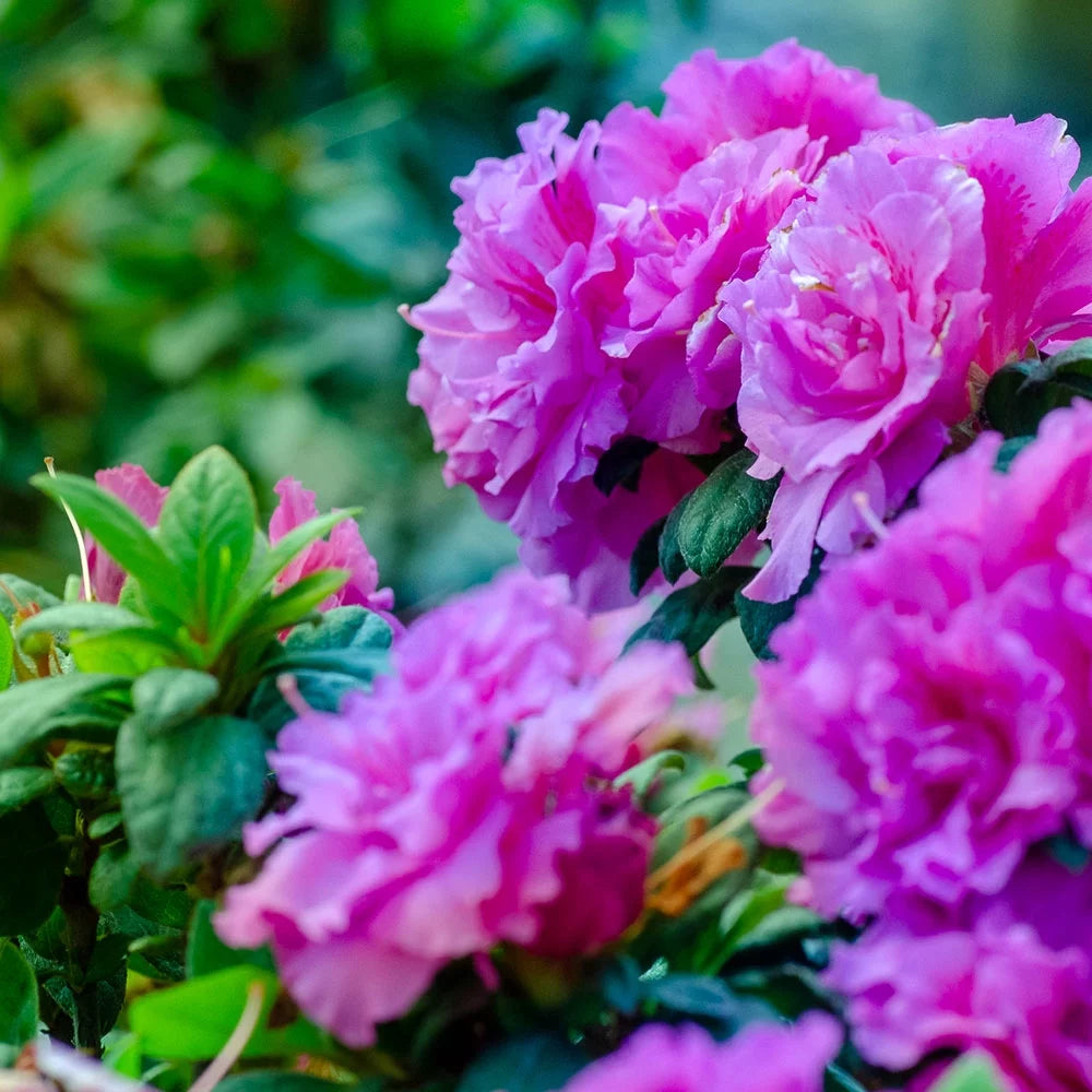 Autumn Majesty Azalea Shrub, Purple Ruffled Blooms, Live Outdoor Plant O42755