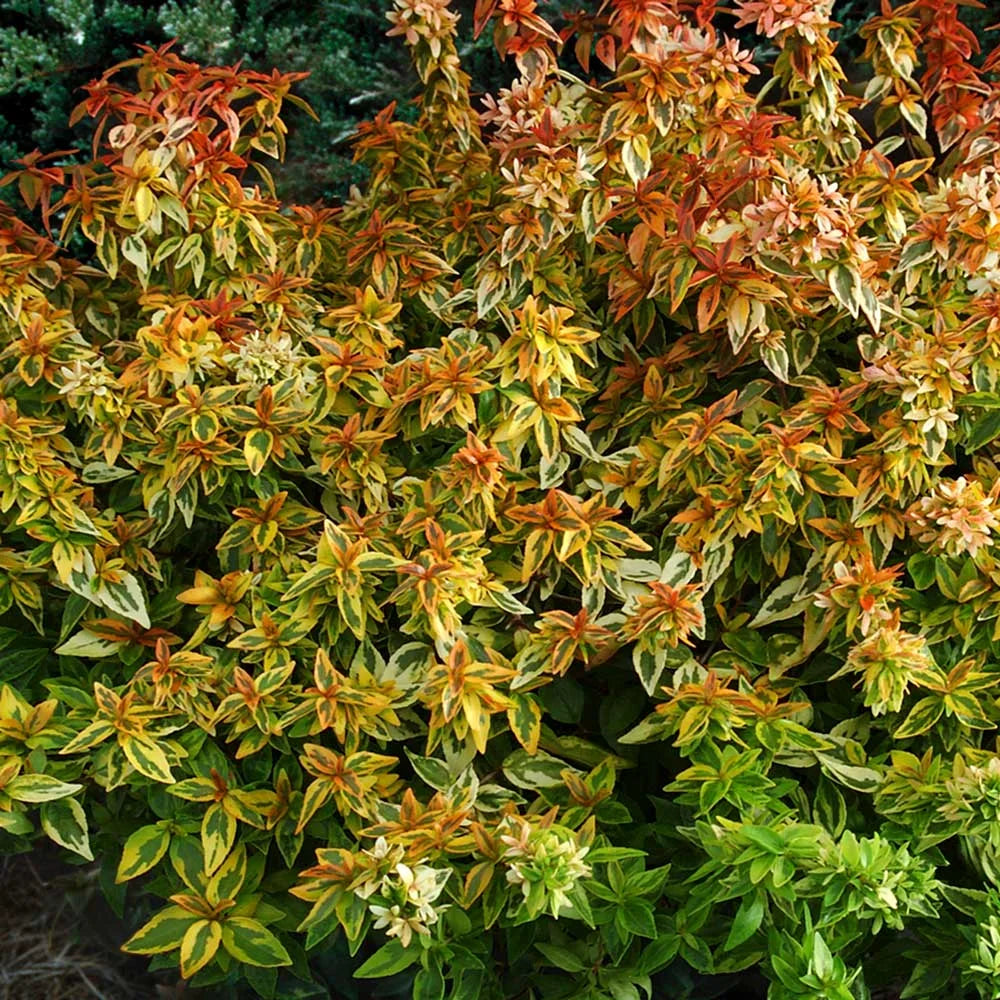 Variegated Evergreen Shrub (1.5 Gallon) Live Outdoor Plant B300081