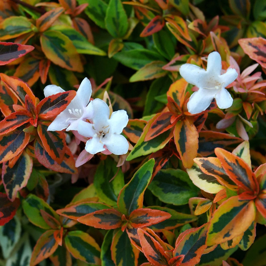Variegated Evergreen Shrub (1.5 Gallon) Live Outdoor Plant B300081