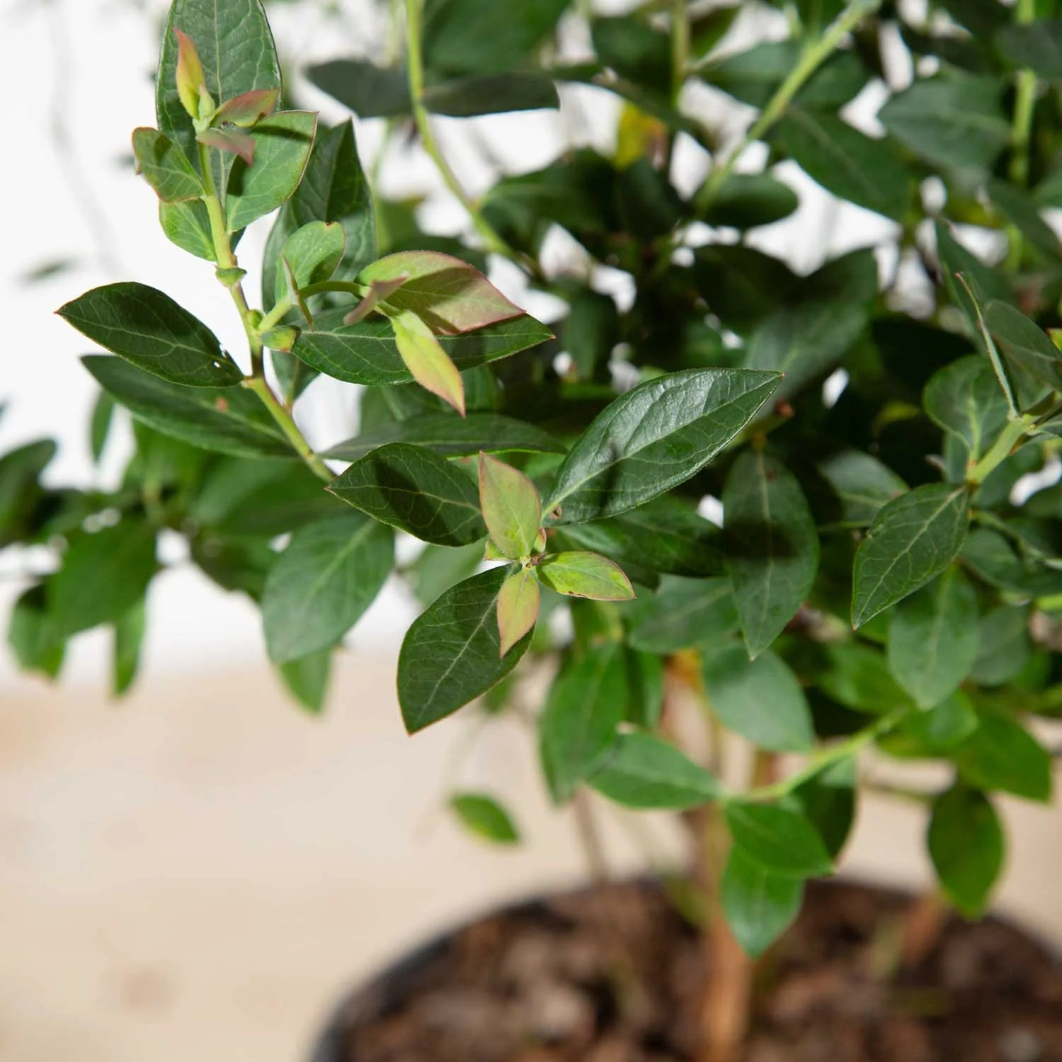 Blueberry Fruit-Bearing Deciduous Shrub, Live Outdoor Plant P1584