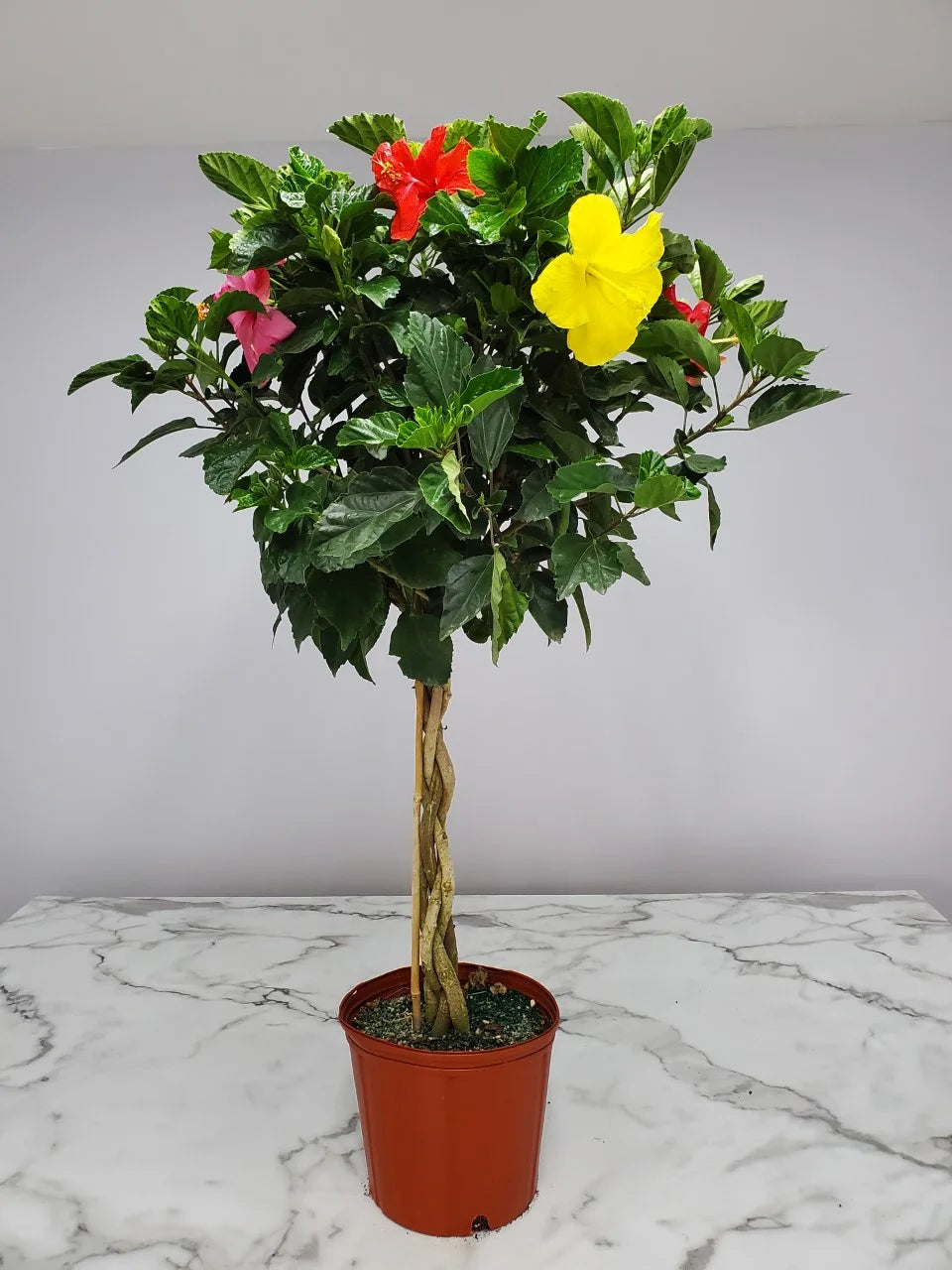 Braided Hibiscus Tree, Mixed Colors R749