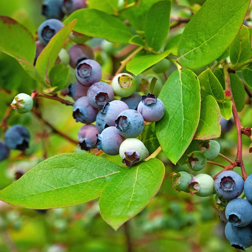 Blueberry Fruit-Bearing Deciduous Shrub, Live Outdoor Plant P1584