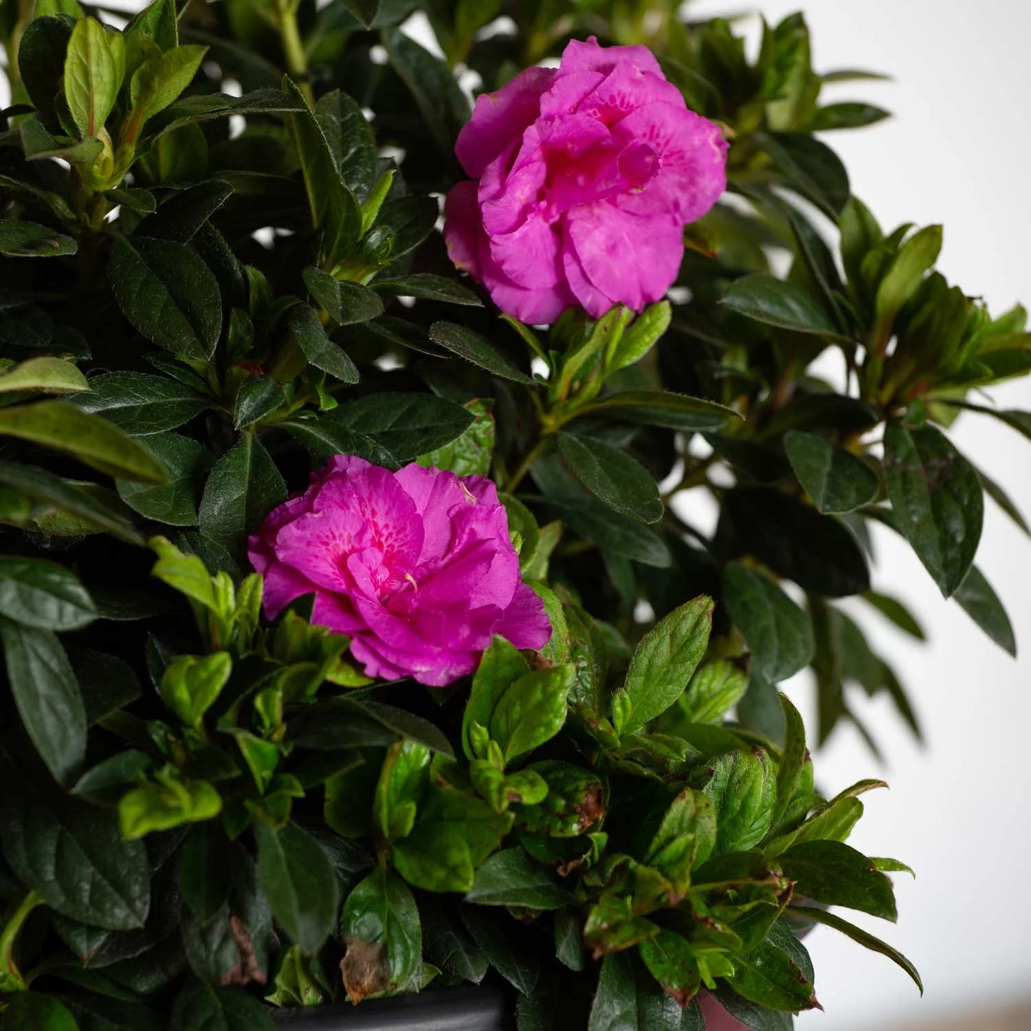 Autumn Majesty Azalea Shrub, Purple Ruffled Blooms, Live Outdoor Plant O42755