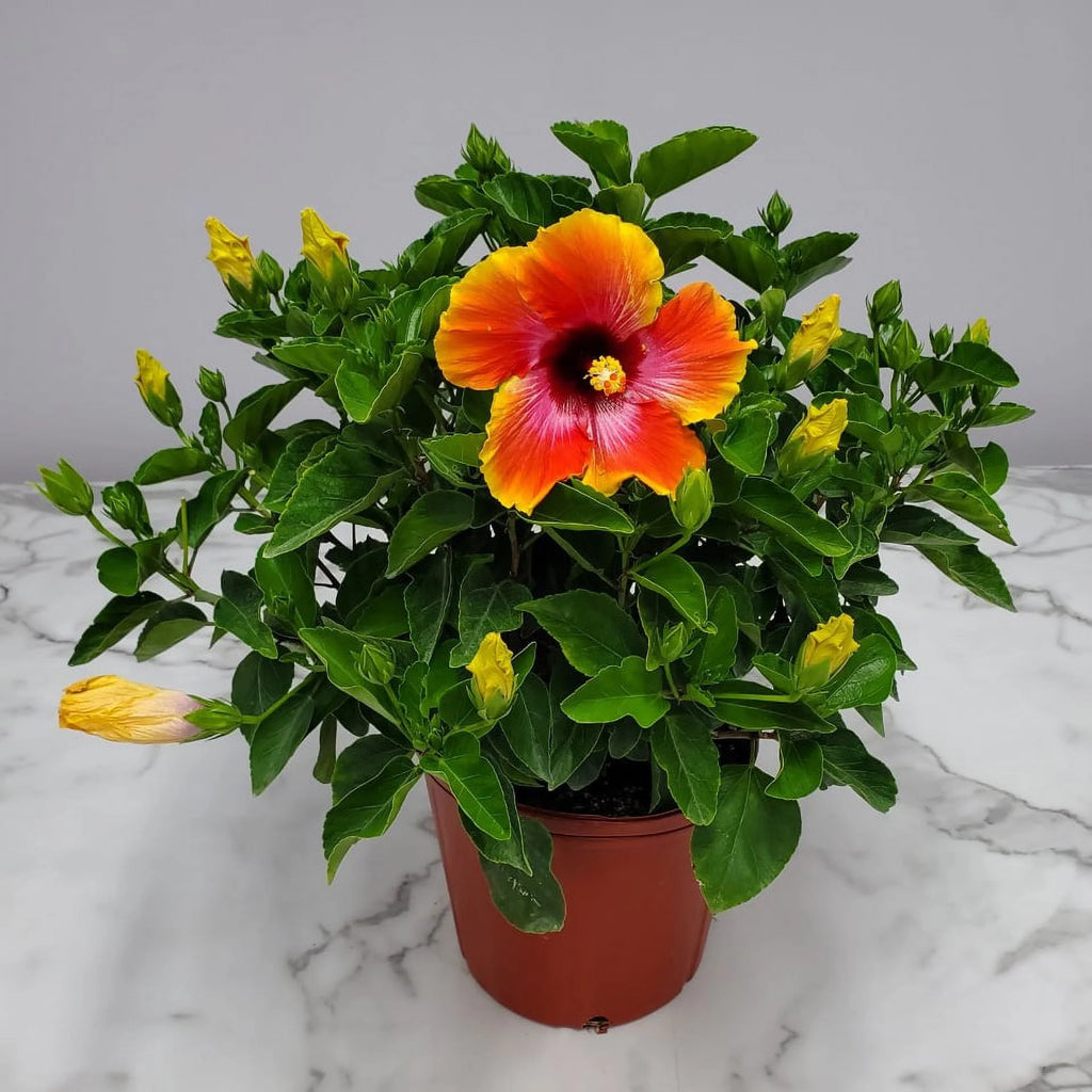 Fiesta Hibiscus Bush Plant, Full Sunlight, Outdoor A430820