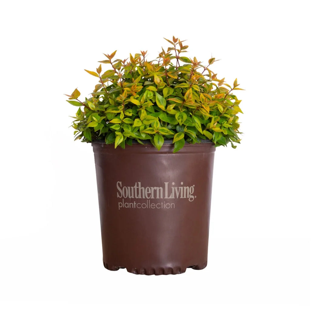 Kaleidoscope Abelia (1.5 Gallon) Evergreen Shrub with Variegated Foliage - Live Outdoor Plant