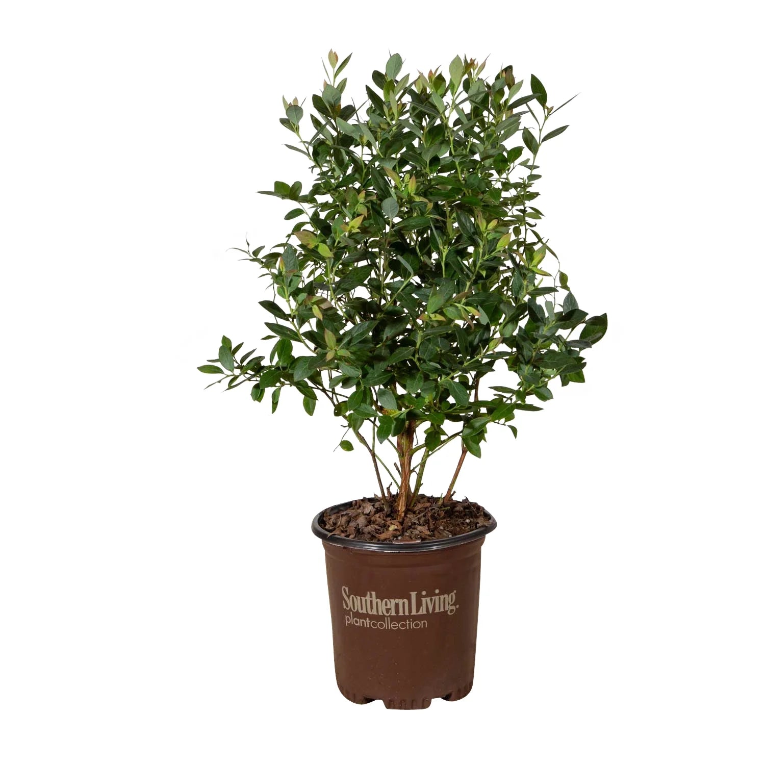 Blueberry Fruit-Bearing Deciduous Shrub, Live Outdoor Plant P1584