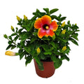 Tropical Plants of Florida 22" to 26" Fiesta Hibiscus Bush Plant; Full Sunlight, Outdoor Plant