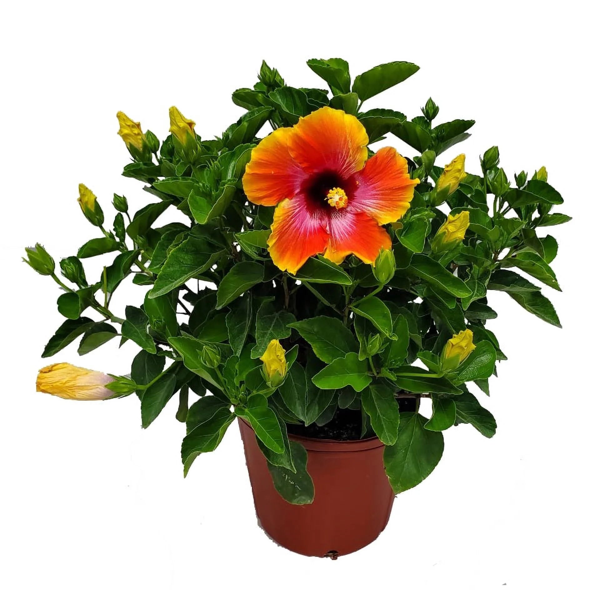 Tropical Plants of Florida 22" to 26" Fiesta Hibiscus Bush Plant; Full Sunlight, Outdoor Plant