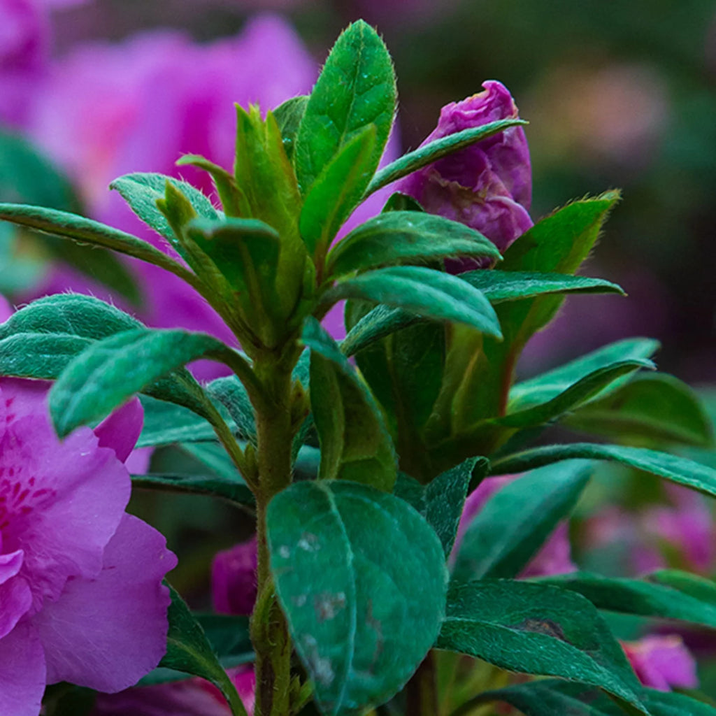 Autumn Majesty Azalea Shrub, Purple Ruffled Blooms, Live Outdoor Plant O42755