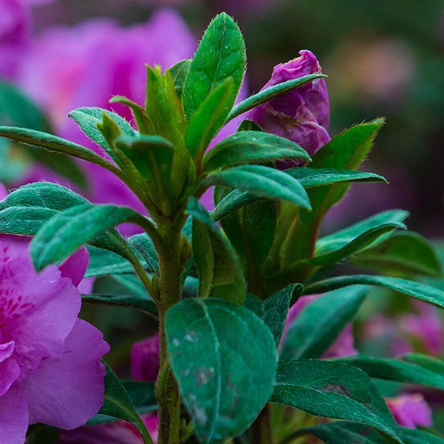 Autumn Majesty Azalea Shrub, Purple Ruffled Blooms, Live Outdoor Plant O42755