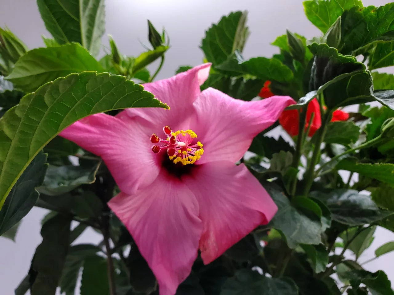 Braided Hibiscus Tree, Mixed Colors R749